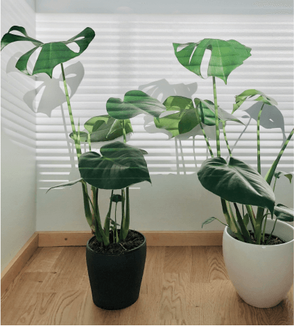 two house plants, they are cheese plants